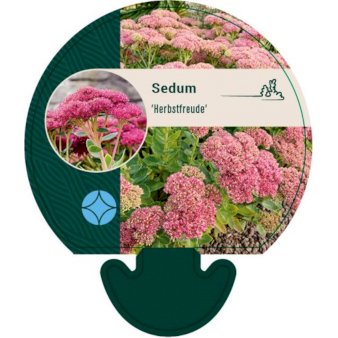Se Almindelig Sankthansurt ❤ Stort online udvalg i Plantetorvet ❤ Hurtig levering: 1 - 2 Hverdage samt billig fragt - Varenummer: PTT-92641 og barcode / Ean: på lager - Udsalg på Stauder > Sankthansurt Spar op til 58% - Over 412 kendte brands på udsalg