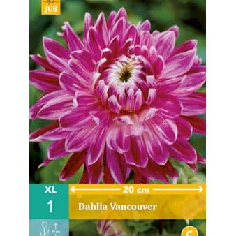 Se Dahlia 'Vancouver' ❤ Stort online udvalg i Plantetorvet ❤ Hurtig levering: 1 - 2 Hverdage samt billig fragt - Varenummer: PTT-78828 og barcode / Ean: på lager - Udsalg på Blomsterløg > Dahlia/Geoginer Spar op til 54% - Over 454 design mærker på udsalg