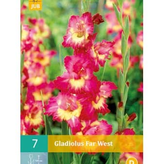 Se Gladiolus 'Far West' ❤ Stort online udvalg i Plantetorvet ❤ Hurtig levering: 1 - 2 Hverdage samt billig fragt - Varenummer: PTT-78859 og barcode / Ean: på lager - Udsalg på Blomsterløg > Gladiolus Spar op til 65% - Over 454 design mærker på udsalg