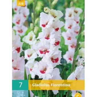 Se Gladiolus 'Fiorentina' ❤ Stort online udvalg i Plantetorvet ❤ Hurtig levering: 1 - 2 Hverdage samt billig fragt - Varenummer: PTT-78860 og barcode / Ean: på lager - Udsalg på Blomsterløg > Gladiolus Spar op til 64% - Over 454 design mærker på udsalg
