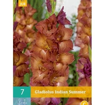 Se Gladiolus 'Indian Summer' ❤ Stort online udvalg i Plantetorvet ❤ Hurtig levering: 1 - 2 Hverdage samt billig fragt - Varenummer: PTT-78861 og barcode / Ean: på lager - Udsalg på Blomsterløg > Gladiolus Spar op til 63% - Over 454 design mærker på udsalg