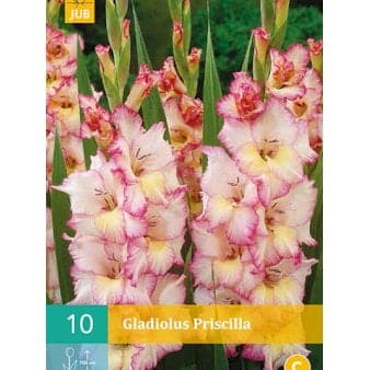 Se Gladiolus 'Priscilla' ❤ Stort online udvalg i Plantetorvet ❤ Hurtig levering: 1 - 2 Hverdage samt billig fragt - Varenummer: PTT-78866 og barcode / Ean: på lager - Udsalg på Blomsterløg > Gladiolus Spar op til 55% - Over 454 design mærker på udsalg