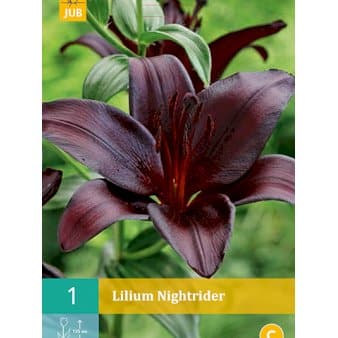 Se Lilje 'Nightrider' ❤ Stort online udvalg i Plantetorvet ❤ Hurtig levering: 1 - 2 Hverdage samt billig fragt - Varenummer: PTT-78878 og barcode / Ean: på lager - Udsalg på Blomsterløg > Lilje Spar op til 52% - Over 454 design mærker på udsalg