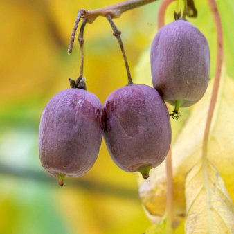 Se Stikkelsbærkiwi 'Ken's Red' Potte 2,0 liter,- Opbundet ❤ Stort online udvalg i Plantetorvet ❤ Hurtig levering: 1 - 2 Hverdage samt billig fragt - Varenummer: PTT-89490 og barcode / Ean: på lager - Udsalg på Frugttræer & Frugtbuske > Kiwi Spar op til 51% - Over 424 kendte brands på udsalg