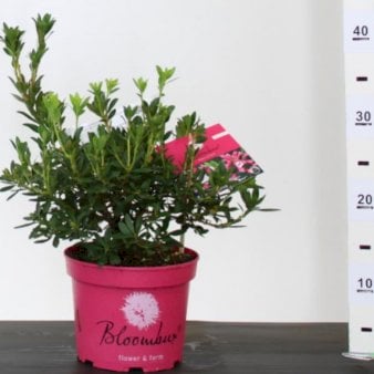 Se 'Bloombux Magenta' 2 Liter potte ❤ Stort online udvalg i Plantetorvet ❤ Hurtig levering: 1 - 2 Hverdage samt billig fragt - Varenummer: PTT-86944 og barcode / Ean: på lager - Udsalg på Rhododendron > Lave & Dværg Rhododendron Spar op til 57% - Over 454 kendte brands på udsalg