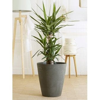 Se Material krukke - Ardoise Ø38 cm ❤ Stort online udvalg i Poetic ❤ Hurtig levering: 1 - 2 Hverdage samt billig fragt - Varenummer: PTT-87216 og barcode / Ean: på lager - Udsalg på Krukker > Runde krukker Spar op til 51% - Over 434 design brands på udsalg