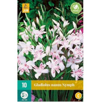 Se Gladiolus 'Nymph' ❤ Stort online udvalg i Plantetorvet ❤ Hurtig levering: 1 - 2 Hverdage samt billig fragt - Varenummer: PTT-87402 og barcode / Ean: på lager - Udsalg på Blomsterløg > Gladiolus Spar op til 67% - Over 454 kendte brands på udsalg