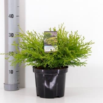 Se Solcypres 'Kamarachiba' ❤ Stort online udvalg i Plantetorvet ❤ Hurtig levering: 1 - 2 Hverdage samt billig fragt - Varenummer: PTT-81875 og barcode / Ean: på lager - Udsalg på Nåletræer > Cypres Spar op til 67% - Over 350 kendte brands på udsalg