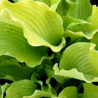 Se Hosta &