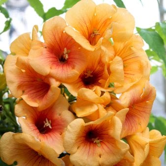 Se Trompetblomst 'Golden Trumpet'Â® Potte 2,0 liter,- Opbundet 60-100 cm ❤ Stort online udvalg i Plantetorvet ❤ Hurtig levering: 1 - 2 Hverdage samt billig fragt - Varenummer: PTT-94946 og barcode / Ean: på lager - Udsalg på Slyngplanter > Trompetblomst Spar op til 55% - Over 400 kendte brands på udsalg