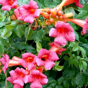 Se Trompetblomst 'Strombuli' Potte 7,5 liter,- Opbundet 100-150 cm. ❤ Stort online udvalg i Plantetorvet ❤ Hurtig levering: 1 - 2 Hverdage samt billig fragt - Varenummer: PTT-94953 og barcode / Ean: på lager - Udsalg på Slyngplanter > Trompetblomst Spar op til 52% - Over 400 kendte brands på udsalg