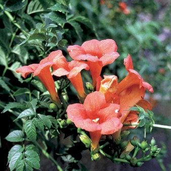 Se Trompetblomst 'Madame Galen' Potte 2,0 liter,- Opbundet 60-100 cm ❤ Stort online udvalg i Plantetorvet ❤ Hurtig levering: 1 - 2 Hverdage samt billig fragt - Varenummer: PTT-94949 og barcode / Ean: på lager - Udsalg på Slyngplanter > Trompetblomst Spar op til 53% - Over 400 kendte brands på udsalg