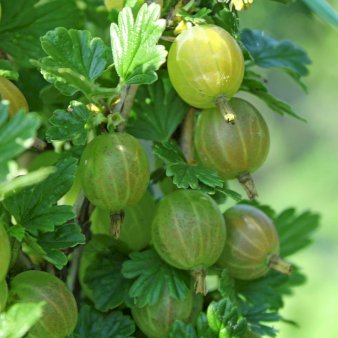 Se Stikkelsbær 'Mucurines' Potte 2,0 liter,- Opbundet ❤ Stort online udvalg i Plantetorvet ❤ Hurtig levering: 1 - 2 Hverdage samt billig fragt - Varenummer: PTT-94996 og barcode / Ean: på lager - Udsalg på Frugttræer & Frugtbuske > Stikkelsbær Spar op til 53% - Over 400 kendte brands på udsalg