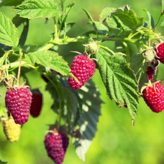 Se Sommer Hindbær 'Tulameen' Potte 2,0 liter,- Opbundet ❤ Stort online udvalg i Plantetorvet ❤ Hurtig levering: 1 - 2 Hverdage samt billig fragt - Varenummer: PTT-95010 og barcode / Ean: på lager - Udsalg på Frugttræer & Frugtbuske > Hindbær Spar op til 56% - Over 400 kendte brands på udsalg