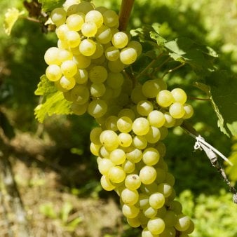 Se Vin 'Primus' Potte 3,0 liter,- Opbundet 80-100 cm. ❤ Stort online udvalg i Plantetorvet ❤ Hurtig levering: 1 - 2 Hverdage samt billig fragt - Varenummer: PTT-95028 og barcode / Ean: på lager - Udsalg på Frugttræer & Frugtbuske > Vinplanter Spar op til 58% - Over 454 kendte brands på udsalg