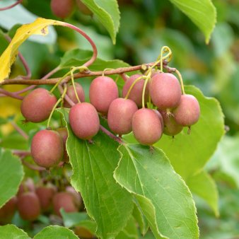 Se Stikkelsbærkiwi 'Weiki' (syn. Bayernkiwi) Potte 2,0 liter,- Opbundet ❤ Stort online udvalg i Plantetorvet ❤ Hurtig levering: 1 - 2 Hverdage samt billig fragt - Varenummer: PTT-95272 og barcode / Ean: på lager - Udsalg på Frugttræer & Frugtbuske > Kiwi Spar op til 55% - Over 424 kendte brands på udsalg