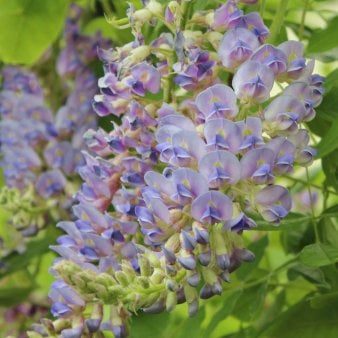 Se Japansk Blåregn 'Aunt Dee' Potte 2,0 liter,- Opbundet 60-100 cm ❤ Stort online udvalg i Plantetorvet ❤ Hurtig levering: 1 - 2 Hverdage samt billig fragt - Varenummer: PTT-95637 og barcode / Ean: på lager - Udsalg på Slyngplanter > Blåregn Spar op til 64% - Over 350 kendte brands på udsalg