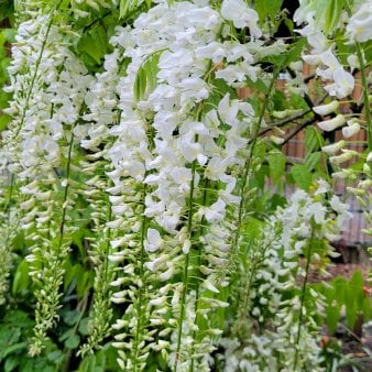 Se Amerikansk Blåregn 'Clara Mack' Potte 2,0 liter,- Opbundet 60-100 cm ❤ Stort online udvalg i Plantetorvet ❤ Hurtig levering: 1 - 2 Hverdage samt billig fragt - Varenummer: PTT-95638 og barcode / Ean: på lager - Udsalg på Slyngplanter > Blåregn Spar op til 63% - Over 350 kendte brands på udsalg