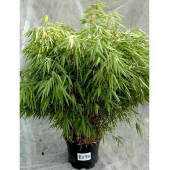 Se Gul Bambus 'Rufa' 5 Liter potte ❤ Stort online udvalg i Plantetorvet ❤ Hurtig levering: 1 - 2 Hverdage samt billig fragt - Varenummer: PTT-85950 og barcode / Ean: på lager - Udsalg på Bambus > Gul Bambus Spar op til 58% - Over 454 kendte brands på udsalg
