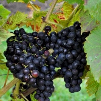 Se Vin 'Regent' Potte 5,0 liter,- Opbundet 100-150 cm. ❤ Stort online udvalg i Plantetorvet ❤ Hurtig levering: 1 - 2 Hverdage samt billig fragt - Varenummer: PTT-69752 og barcode / Ean: på lager - Udsalg på Frugttræer & Frugtbuske > Vinplanter Spar op til 62% - Over 312 kendte brands på udsalg