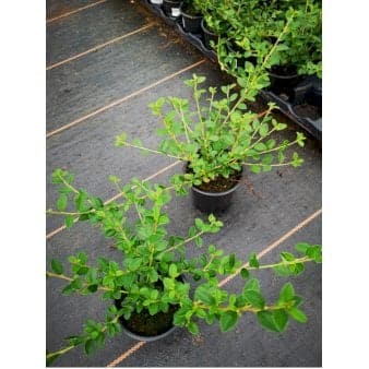 Se 15 stk. Dværgmispel 'Coral Beauty' ❤ Stort online udvalg i Plantetorvet ❤ Hurtig levering: 1 - 2 Hverdage samt billig fragt - Varenummer: PTT-66676 og barcode / Ean: på lager - Udsalg på Bunddække > Dværgmispel Spar op til 59% - Over 454 design brands på udsalg