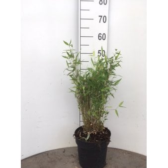 Se Gul Dværg Bambus 'Bimbo' Potte 5,0 liter ❤ Stort online udvalg i Plantetorvet ❤ Hurtig levering: 1 - 2 Hverdage samt billig fragt - Varenummer: PTT-3293 og barcode / Ean: på lager - Udsalg på Bambus > Gul Bambus Spar op til 55% - Over 454 kendte mærker på udsalg