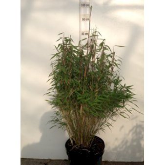 Se Gul Dværg Bambus 'Bimbo' 10 liter potte ❤ Stort online udvalg i Plantetorvet ❤ Hurtig levering: 1 - 2 Hverdage samt billig fragt - Varenummer: PTT-3294 og barcode / Ean: på lager - Udsalg på Bambus > Gul Bambus Spar op til 54% - Over 454 kendte mærker på udsalg