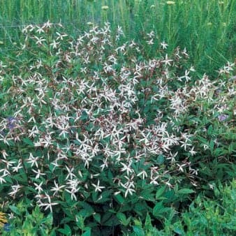 Se Sommerfugleblomst ❤ Stort online udvalg i Plantetorvet ❤ Hurtig levering: 1 - 2 Hverdage samt billig fragt - Varenummer: PTT-59708 og barcode / Ean: på lager - Udsalg på Stauder > Sommerfugleblomst Spar op til 66% - Over 424 kendte brands på udsalg