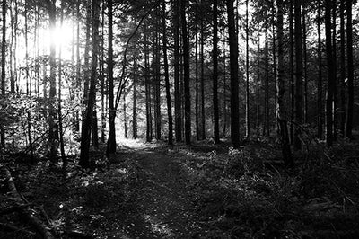 Se Path of light af Kirsten Stigsgaard ❤ Stort online udvalg i Kirsten Stigsgaard ❤ Hurtig levering: 1 - 2 Hverdage samt billig fragt ❤ Varenummer: ILL-14220 og barcode / Ean: på lager - Udsalg på Illux Art shop - Fotokunst - Kirsten Stigsgaard - Sort-hvid - Natur - Sort-hvid fotokunst - Natur fotokunst - Skov Spar op til 58% - Over 454 design brands på udsalg