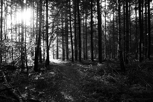 Se Path of light af Kirsten Stigsgaard ❤ Stort online udvalg i Kirsten Stigsgaard ❤ Hurtig levering: 1 - 2 Hverdage samt billig fragt ❤ Varenummer: ILL-14220 og barcode / Ean: på lager - Udsalg på Illux Art shop - Fotokunst - Kirsten Stigsgaard - Sort-hvid - Natur - Sort-hvid fotokunst - Natur fotokunst - Skov Spar op til 58% - Over 454 design brands på udsalg