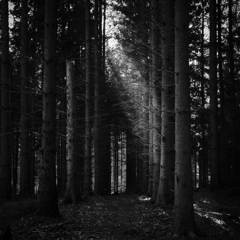 Se Path af Jakob Evers ❤ Stort online udvalg i Jakob Evers ❤ Hurtig levering: 1 - 2 Hverdage samt billig fragt ❤ Varenummer: ILL-14946 og barcode / Ean: på lager - Udsalg på Illux Art shop - Fotokunst - Jakob Evers - Sort-hvid - Natur - Sort-hvid fotokunst - Natur fotokunst - Skov Spar op til 65% - Over 454 design mærker på udsalg