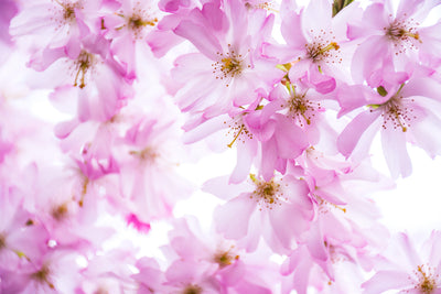Se Pink Cherry Dream af Kirsten Stigsgaard ❤ Stort online udvalg i Kirsten Stigsgaard ❤ Hurtig levering: 1 - 2 Hverdage samt billig fragt ❤ Varenummer: ILL-14454 og barcode / Ean: på lager - Udsalg på Illux Art shop - Fotokunst - Kirsten Stigsgaard - Natur - Natur fotokunst - Blomster Spar op til 54% - Over 454 design brands på udsalg