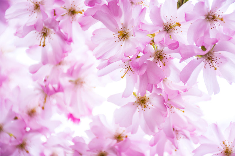 Se Pink Cherry Dream af Kirsten Stigsgaard ❤ Stort online udvalg i Kirsten Stigsgaard ❤ Hurtig levering: 1 - 2 Hverdage samt billig fragt ❤ Varenummer: ILL-14454 og barcode / Ean: på lager - Udsalg på Illux Art shop - Fotokunst - Kirsten Stigsgaard - Natur - Natur fotokunst - Blomster Spar op til 54% - Over 454 design brands på udsalg