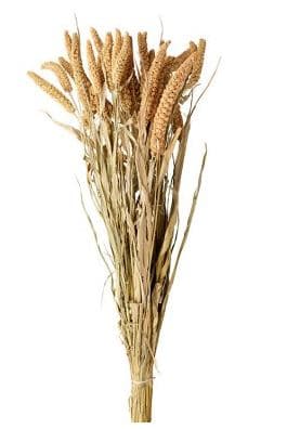 Wikholmform Bristle Grass 65-75 cm. Natural