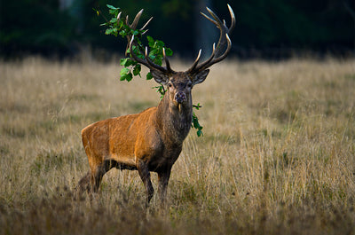 Se Red deer stag with accessories af Daniel Faisst ✔ Kæmpe udvalg i  Daniel Faisst ✔ Hurtig levering: 1 - 2 Hverdage samt billig fragt - Varenummer: ILL-15283 og barcode / Ean:  på lager - Udsalg på Daniel Faisst Spar op til 64% - Over 1454 design mærker på udsalg