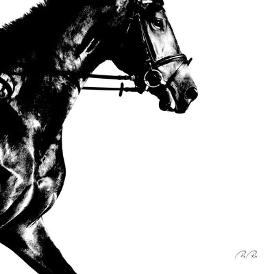 Se Running horse af Pia Roi ❤ Stort online udvalg i Pia Roi ❤ Hurtig levering: 1 - 2 Hverdage samt billig fragt ❤ Varenummer: ILL-13044 og barcode / Ean: på lager - Udsalg på Illux Art shop - Fotokunst - Pia Roi - Sort-hvid - Sort-hvid fotokunst - Dyr Spar op til 58% - Over 434 design brands på udsalg