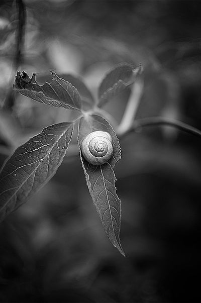 Se Snail af Henrik Hansen ❤ Stort online udvalg i Henrik Hansen ❤ Hurtig levering: 1 - 2 Hverdage samt billig fragt ❤ Varenummer: ILL-15408 og barcode / Ean: på lager - Udsalg på Henrik Hansen Spar op til 59% - Over 400 kendte brands på udsalg
