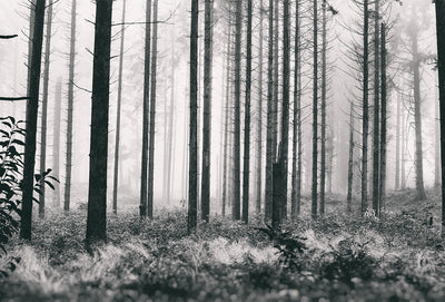 Se Trees2 af Henrik Hansen ❤ Stort online udvalg i Henrik Hansen ❤ Hurtig levering: 1 - 2 Hverdage samt billig fragt ❤ Varenummer: ILL-15411 og barcode / Ean: på lager - Udsalg på Henrik Hansen Spar op til 56% - Over 400 kendte brands på udsalg