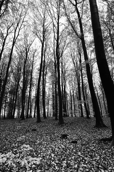 Se Trees af Jakob Evers ❤ Stort online udvalg i Jakob Evers ❤ Hurtig levering: 1 - 2 Hverdage samt billig fragt ❤ Varenummer: ILL-14951 og barcode / Ean: på lager - Udsalg på Illux Art shop - Fotokunst - Jakob Evers - Sort-hvid - Natur - Sort-hvid fotokunst - Natur fotokunst - Skov Spar op til 59% - Over 454 design mærker på udsalg