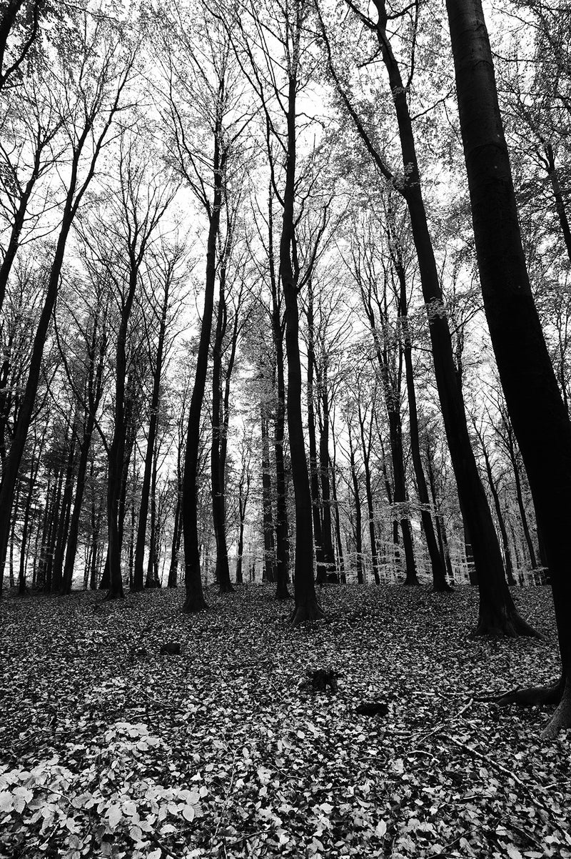 Se Trees af Jakob Evers ❤ Stort online udvalg i Jakob Evers ❤ Hurtig levering: 1 - 2 Hverdage samt billig fragt ❤ Varenummer: ILL-14951 og barcode / Ean: på lager - Udsalg på Illux Art shop - Fotokunst - Jakob Evers - Sort-hvid - Natur - Sort-hvid fotokunst - Natur fotokunst - Skov Spar op til 59% - Over 454 design mærker på udsalg