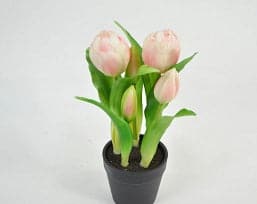 Tulipaner i sort Potte 25 cm.  Rosa-Creme