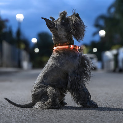 Se Petlux LED krave til hund / kæledyr ❤ Stort online udvalg i InnovaGoods ❤ Hurtig levering: 1 - 2 Hverdage samt billig fragt - Varenummer: CPD-NG33V0103458 og barcode / Ean: '8435527821296 på lager - Udsalg på Bolig og fritid Spar op til 62% - Over 412 kendte brands på udsalg
