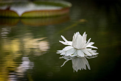 Se Water flower af Per S?rensen ❤ Stort online udvalg i Per S?rensen ❤ Hurtig levering: 1 - 2 Hverdage samt billig fragt ❤ Varenummer: ILL-15479 og barcode / Ean: på lager - Udsalg på Per S?rensen Spar op til 53% - Over 412 kendte brands på udsalg