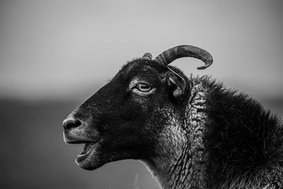 Se Wild sheep of Norway af Thomas Stubergh ✔ Kæmpe udvalg i  Thomas Stubergh ✔ Hurtig levering: 1 - 2 Hverdage samt billig fragt - Varenummer: ILL-15291 og barcode / Ean:  på lager - Udsalg på Thomas Stubergh Spar op til 58% - Over 1454 design mærker på udsalg