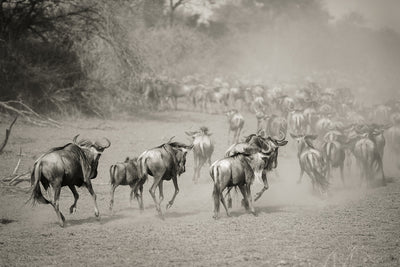 Se Wilderbeest in Serengeti af Julie Aucoin ❤ Stort online udvalg i Julie Aucoin ❤ Hurtig levering: 1 - 2 Hverdage samt billig fragt ❤ Varenummer: ILL-13060 og barcode / Ean: på lager - Udsalg på Illux Art shop - Fotokunst - Julie Aucoin - Natur - Sort-hvid fotokunst - Natur fotokunst - Dyr Spar op til 65% - Over 434 design brands på udsalg