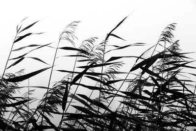 Se Windy weed black white af Kirsten Stigsgaard ❤ Stort online udvalg i Kirsten Stigsgaard ❤ Hurtig levering: 1 - 2 Hverdage samt billig fragt ❤ Varenummer: ILL-12146 og barcode / Ean: på lager - Udsalg på Illux Art shop - Fotokunst - Kirsten Stigsgaard - Sort-hvid - Natur - Sort-hvid fotokunst - Natur fotokunst Spar op til 53% - Over 434 design brands på udsalg