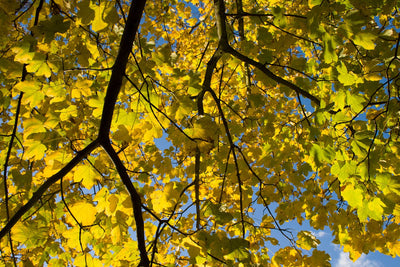 Se Yellow Maple af Kirsten Stigsgaard ❤ Stort online udvalg i Kirsten Stigsgaard ❤ Hurtig levering: 1 - 2 Hverdage samt billig fragt ❤ Varenummer: ILL-14450 og barcode / Ean: på lager - Udsalg på Illux Art shop - Fotokunst - Kirsten Stigsgaard - Natur - Natur fotokunst - Skov Spar op til 58% - Over 454 design brands på udsalg