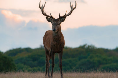 Se Young red deer stag af Daniel Faisst ✔ Kæmpe udvalg i  Daniel Faisst ✔ Hurtig levering: 1 - 2 Hverdage samt billig fragt - Varenummer: ILL-15285 og barcode / Ean:  på lager - Udsalg på Daniel Faisst Spar op til 62% - Over 1454 design mærker på udsalg